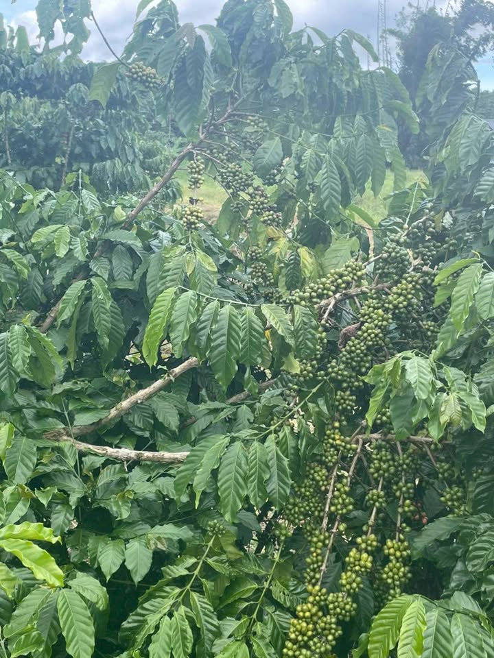 Đất nền Lộc Phú Bảo Lâm 10.000m² giá 4.5 tỷ - Sổ đỏ chính chủ