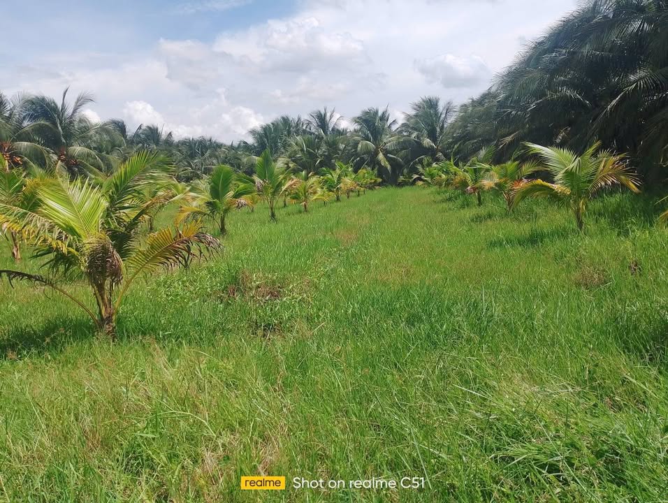 Đất nền An Thạnh Thủy, Chợ Gạo 1700m² giá chỉ 670 triệu - Cơ hội vàng để đầu tư!