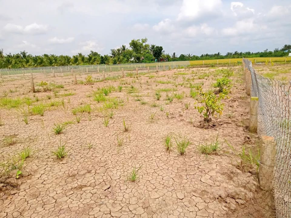 Đất lúa 500m² giá 280 triệu - Cơ hội đầu tư tuyệt vời!