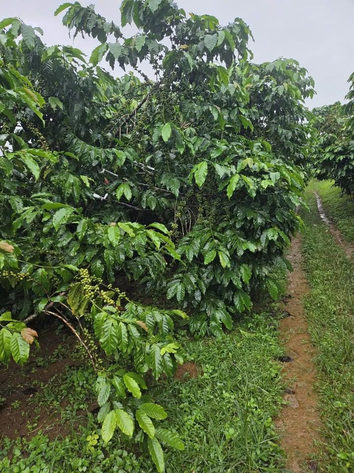 Đất nền B'Lá Bảo Lâm 10.000m² giá 4.8 tỷ - Cơ hội đầu tư tốt!