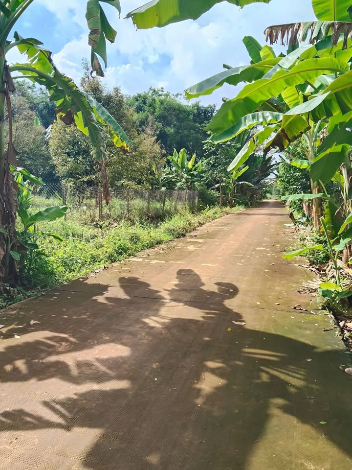 Vườn sầu riêng, chôm chôm, bòn bon 4000m² gần Trường THPT Chuyên Bình Long - Cơ hội đầu tư hấp dẫn!