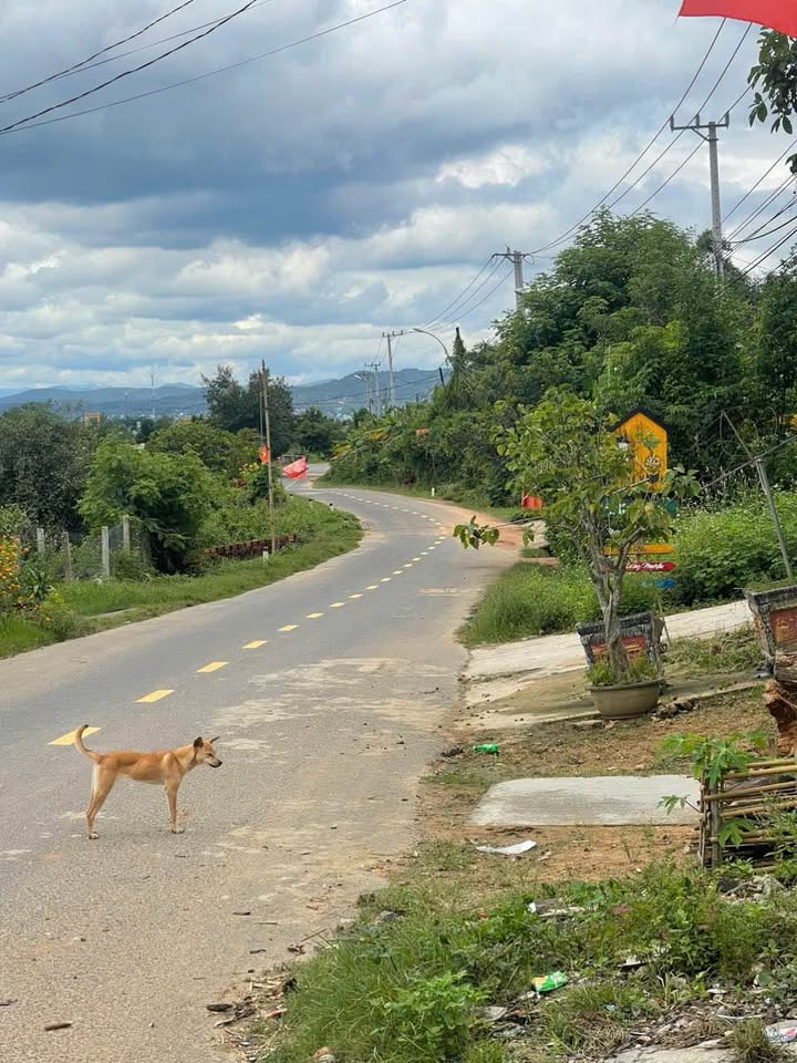 Nhà chính chủ tại Đắk Rơ Wa, Kon Tum 203m² - Kinh doanh tuyệt vời!