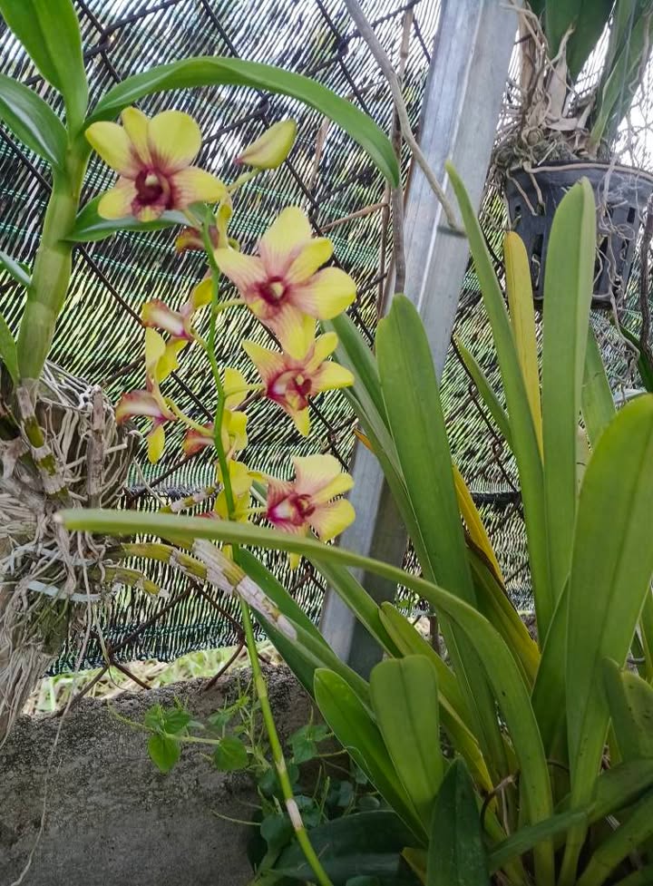 Đất nền 1.000m² xã Quảng Sơn chỉ 100 triệu - Sổ hồng riêng, pháp lý rõ ràng!