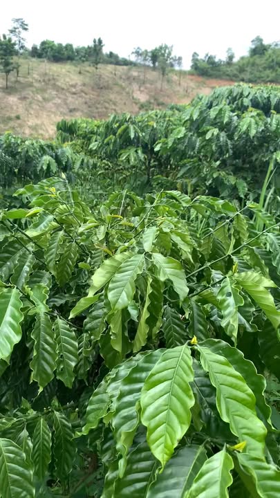 Đất nông nghiệp Đăk Ha 1ha giá 500 triệu - Cơ hội đầu tư hấp dẫn!