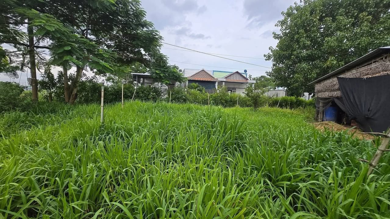 Đất nền 110m² tại xã Long Hữu, Duyên Hải - Giá chỉ 250 triệu, đầu tư sinh lời!