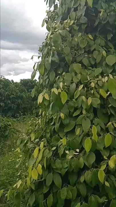 Đất vườn Nam Xuân 1ha, giá thỏa thuận - Nguồn thu ổn định từ cà phê và tiêu!