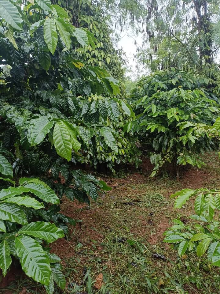 Đất thổ cư Đăk Ha 10.000m² giá 1.85 tỷ - Cơ hội đầu tư hấp dẫn!