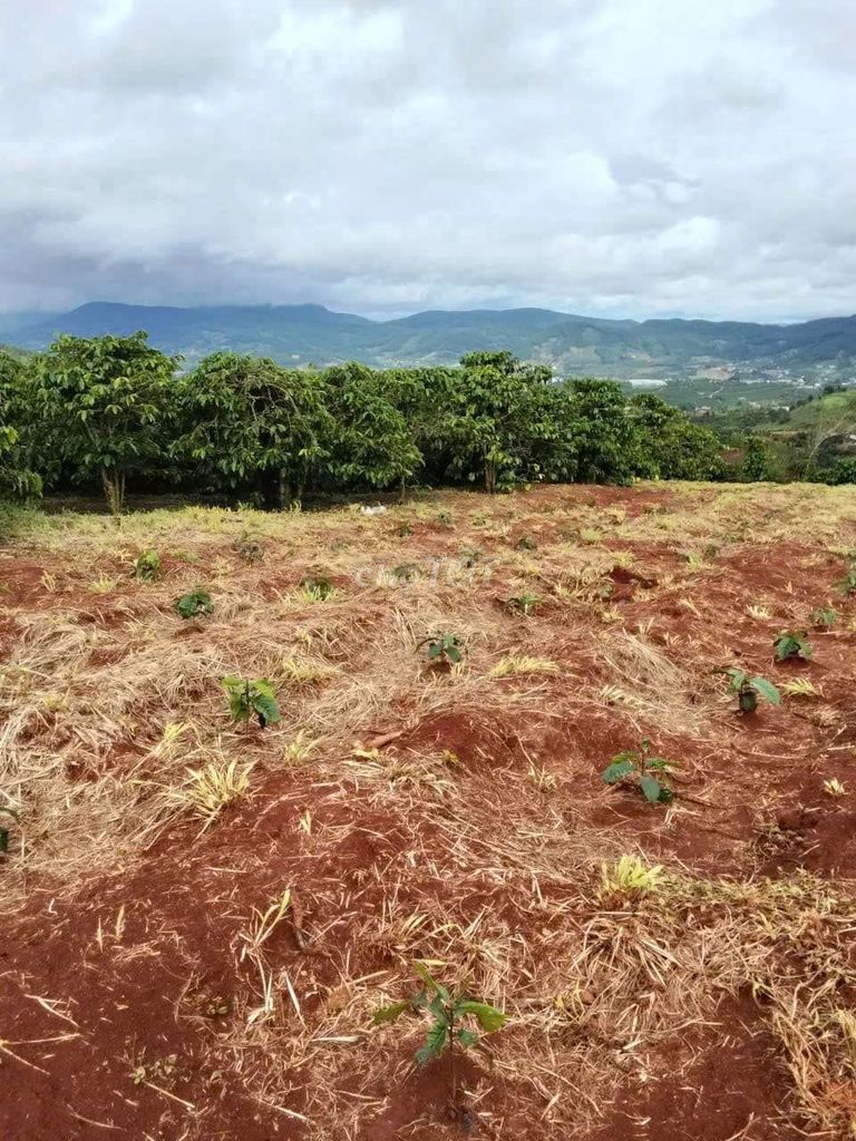 Bán đất vườn cà phê 9 sào tại Gia Lâm, Lâm Hà - Đất chính chủ, giá tốt!