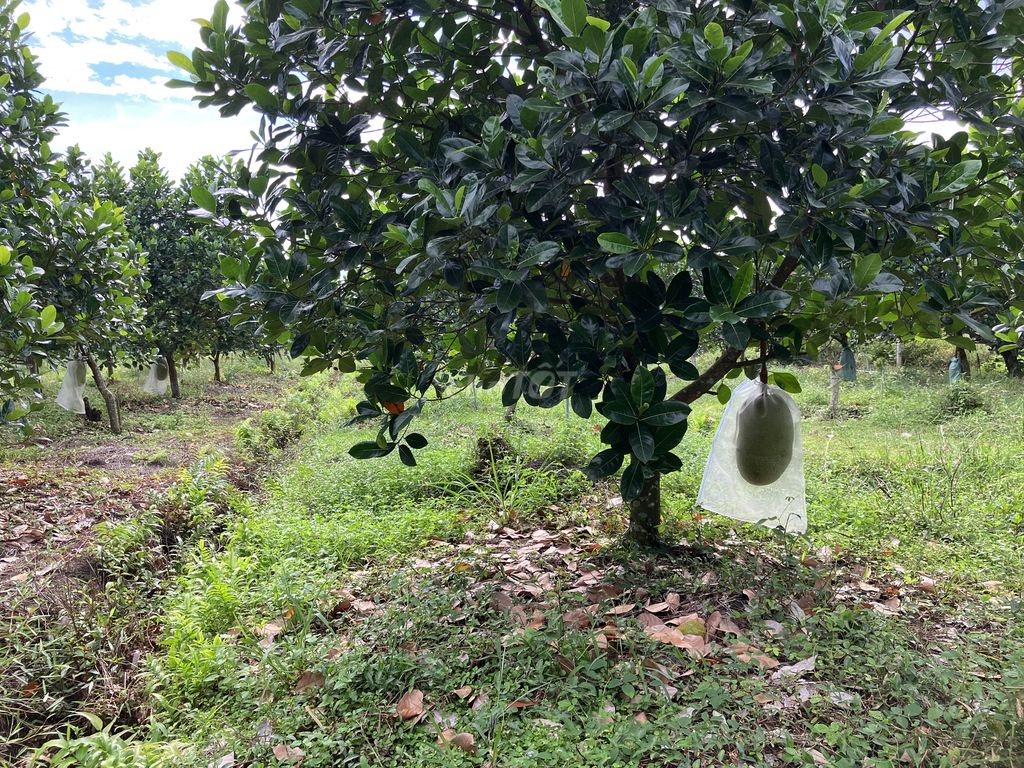 Đất vườn Tây Ninh 2838m² giá 2.1 tỷ - Chính chủ bán gấp!