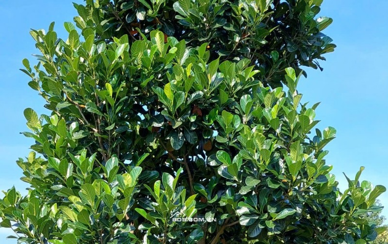 Đất vườn sầu riêng 5800m² Tân Phú giá chỉ 320 triệu - Cơ hội đầu tư hấp dẫn!