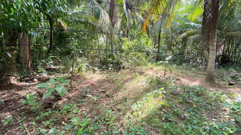 Bán đất 1266m² hẻm ô tô tại Ấp 4 xã Sơn Đông - Tiềm năng tăng giá cao!