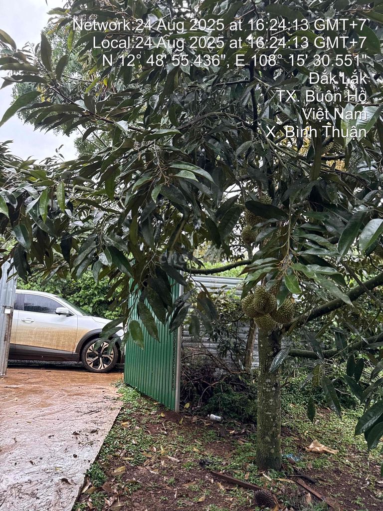 Bán 1,9ha Rẫy Khu Dân Cư Bình Thuận, TX Buôn Hồ - Sổ Đỏ Chính Chủ, An Ninh Tốt!