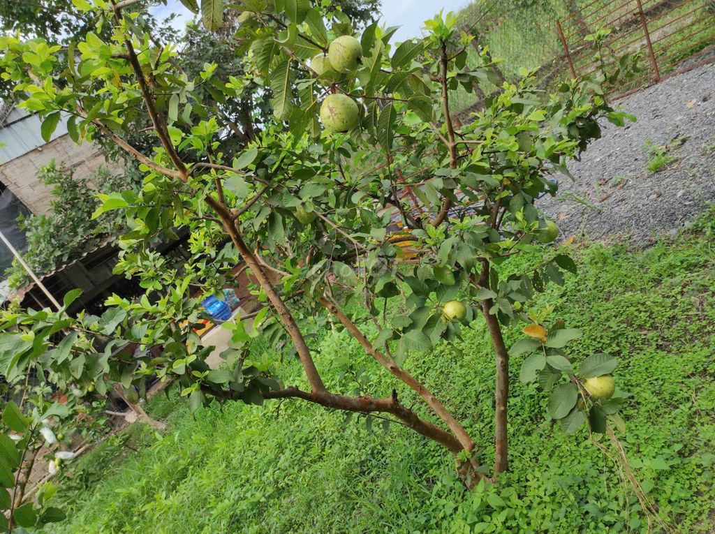 Đất vườn Củ Chi 3.479m², đường ô tô - Chính chủ cần tiền mới bán, SHR