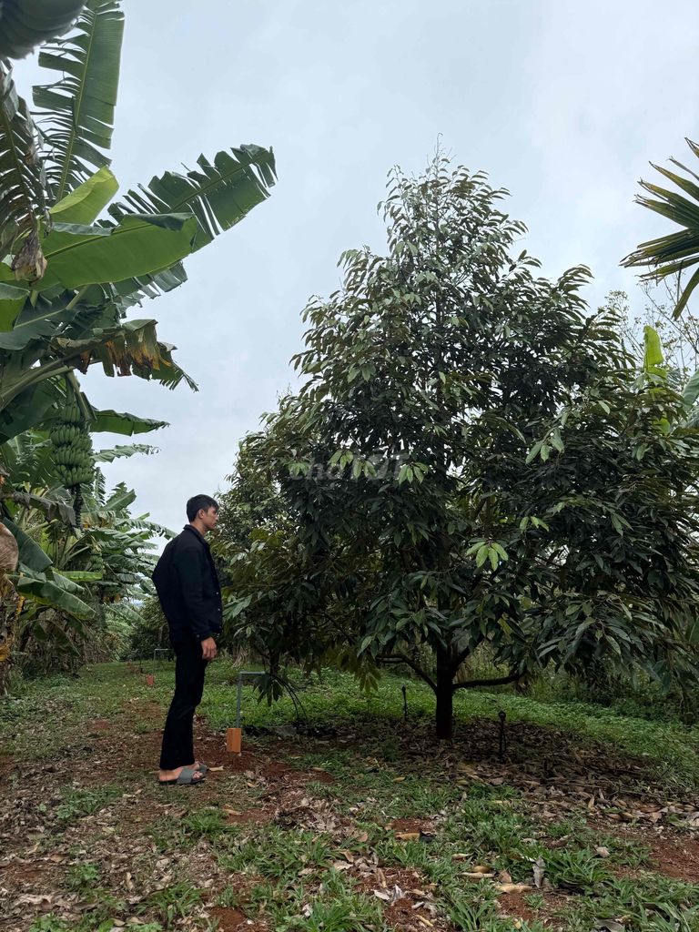 Sang nhượng 4ha đất nông trường Phú Xuân, Đắk Lắk - Giá chỉ 2.295 tỷ!