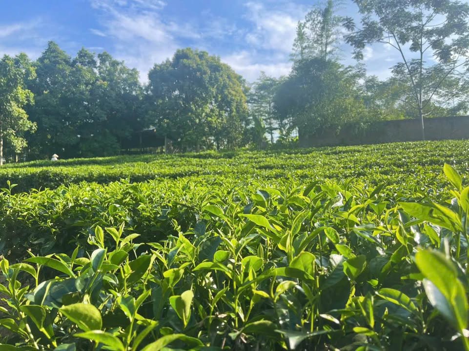 Đất thổ cư 1300m² tại Yên Bài, Ba Vì - Giá đầu tư cực tốt!