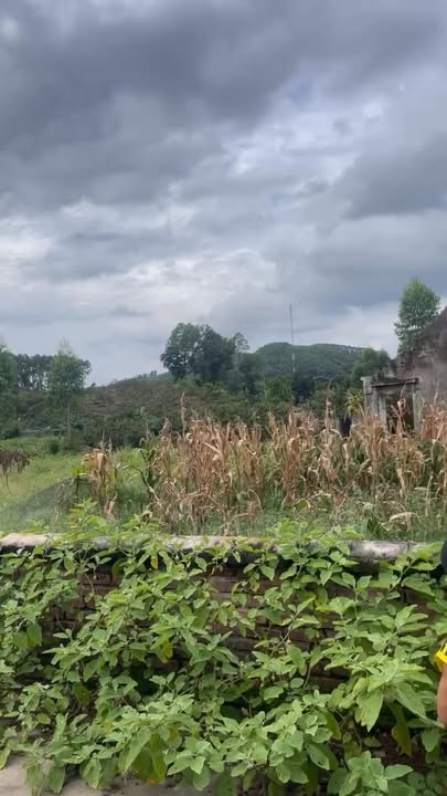 Đất thổ cư Vô Tranh Lục Nam 350m² - Giá chỉ từ 4xx triệu, nhanh tay sở hữu!