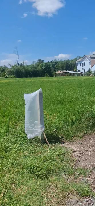 Đất nền Lộc Châu, An Tịnh, Tây Ninh 384.65m² giá 550 triệu - Đầu tư sinh lời ngay!