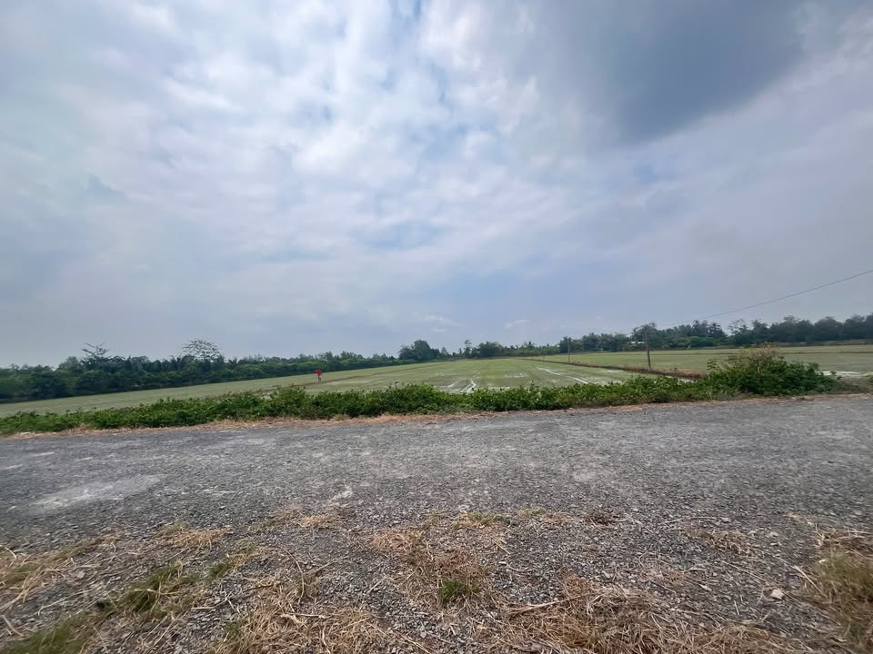 Miếng Ruộng 8039m² tại Thới Hòa, Ô Môn, Cần Thơ - Giá chỉ 5 tỷ, lộ ô tô