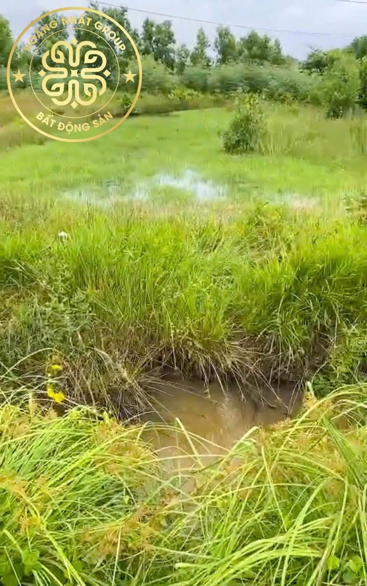 Đất nền mặt tiền QL1A Năm Căn 514.8m² giá 1 tỷ - Đầu tư sinh lời ngay!