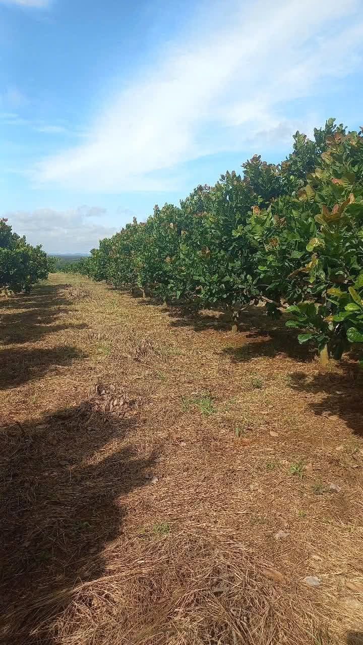 Farm 3.5ha đất đỏ tại Long Bình, Phước Long giá 5.1 tỷ - Cơ hội đầu tư hấp dẫn!