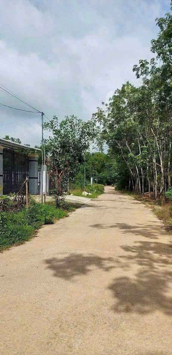 Đất nền Dĩ An 5000m² giá 350 triệu - Vị trí đắc địa gần chợ Tân Phước!