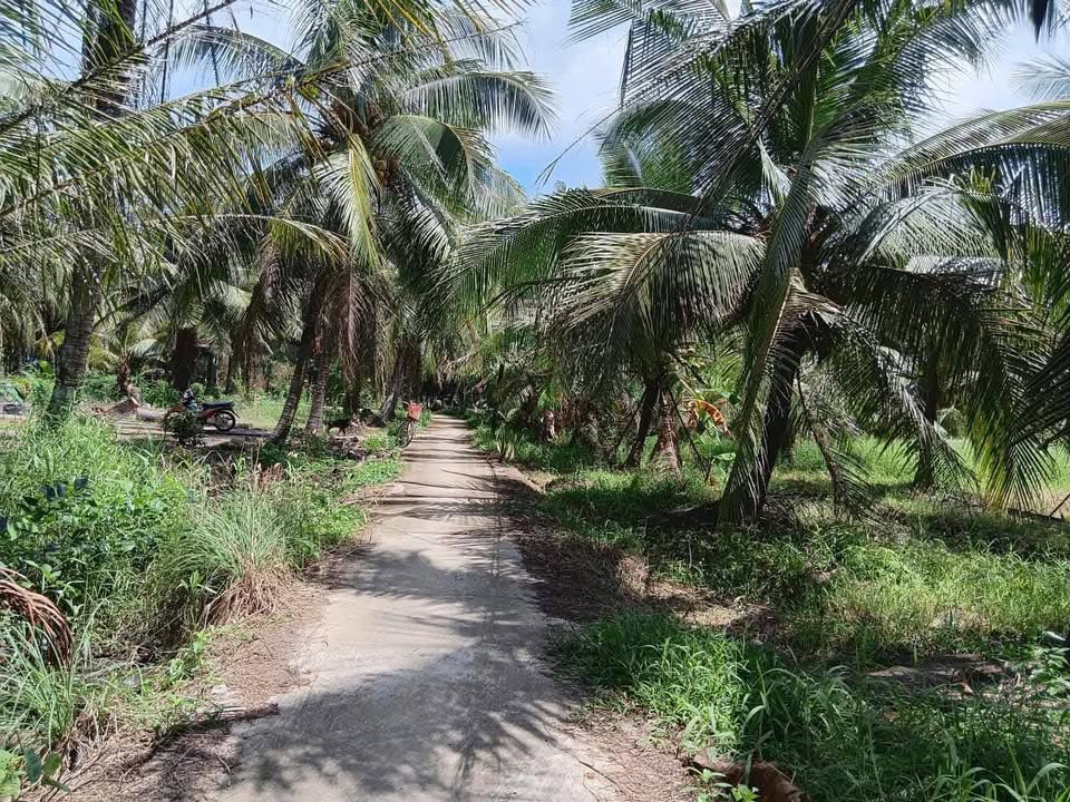 Đất nông nghiệp Hòa Lợi Thạnh Phú 4700m² giá 1.728 tỷ - Đầu tư sinh lời ngay!