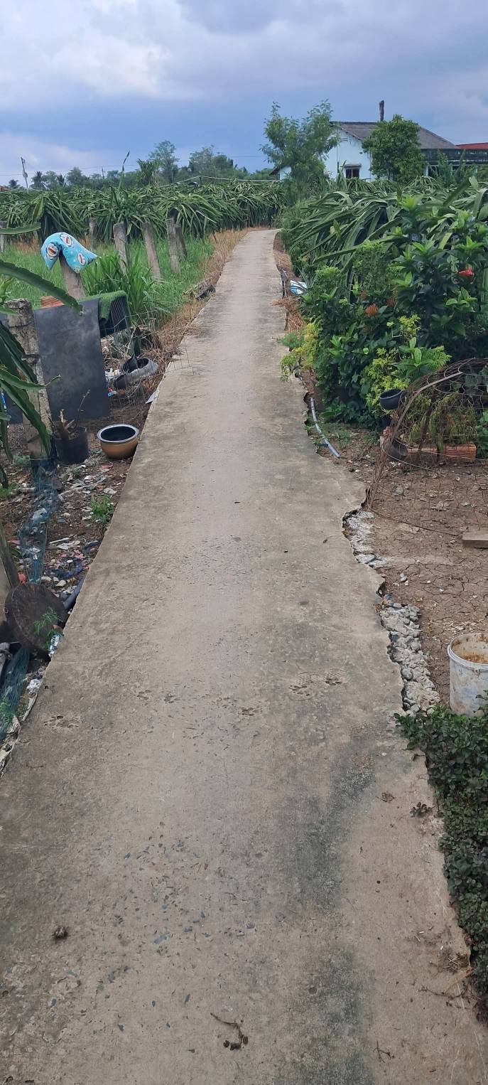 Đất nền 1000m² xã Tân Thuận Bình, Đồng Tháp - Đường nhựa gần chợ gạo!