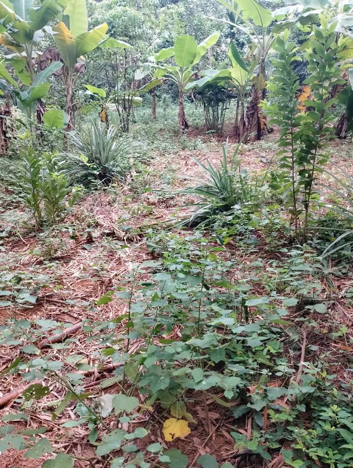 Đất thổ cư 800m² tại xã Thịnh Minh, Hòa Bình - Giá chỉ 640 triệu!