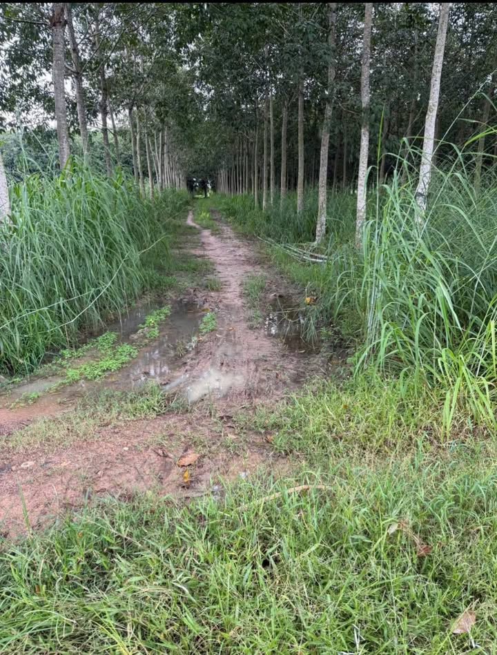 Đất trống 10105m² ấp Thạnh Thọ, Tây Ninh - Giá 1.1 tỷ, thương lượng tốt!