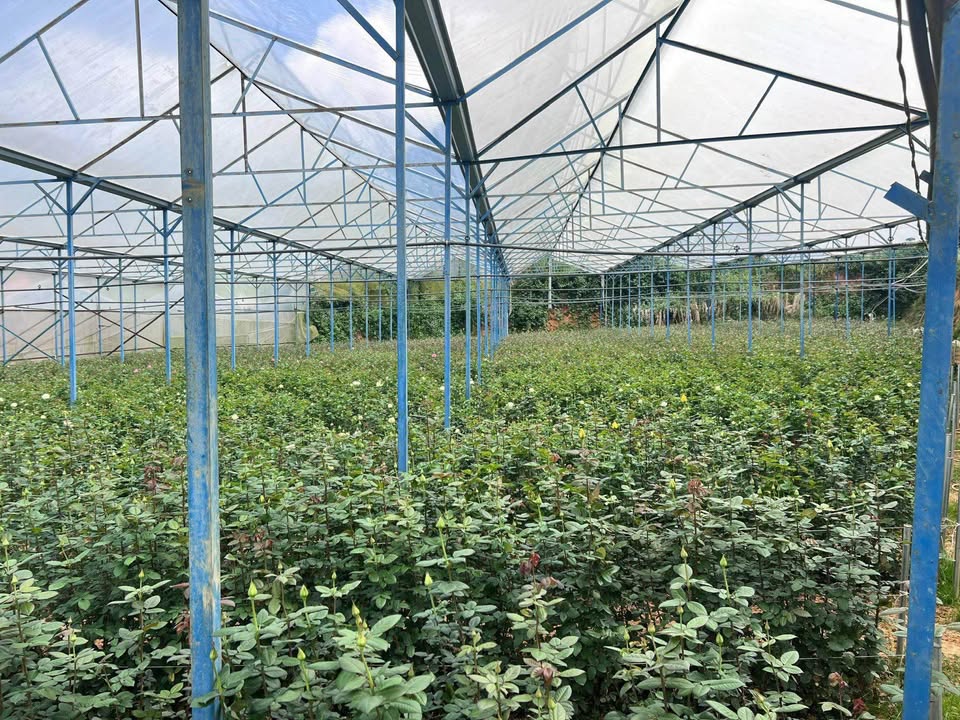 Đất nông nghiệp 3,7 sào tại Lang Biang, Đà Lạt - Giá 6,29 tỷ - Sổ đỏ chính chủ