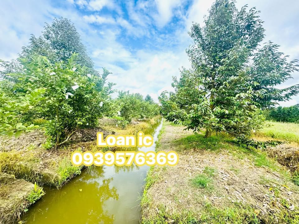 Đất nền 1000m² xã Tân Lược, giá 330 triệu - Vị trí đẹp, pháp lý rõ ràng!