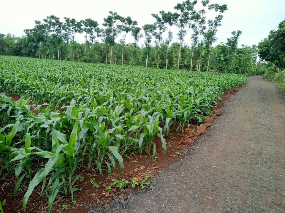 Lô rẫy Ea Pok 6000m² giá chỉ 2.1 tỷ - Đầu tư sinh lời nhanh chóng!