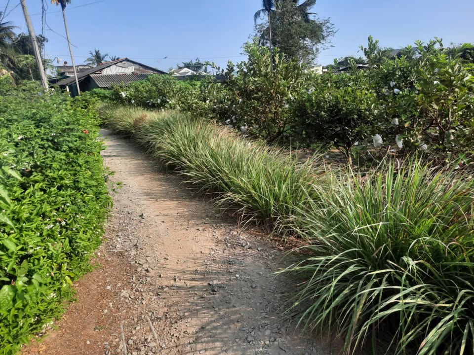 Đất vườn 1000m² Khương Thọ, Gò Công Tây giá 350 triệu - Sổ hồng chính chủ!