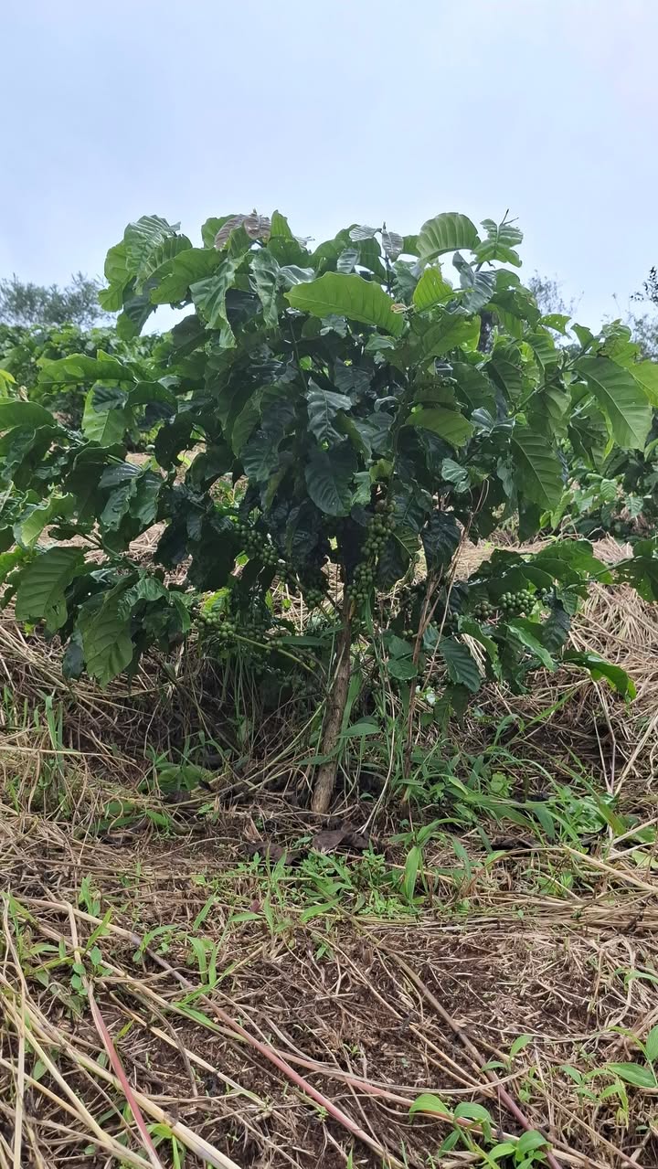 Đất Farm 7000m² tại Đinh Văn, Lâm Hà - Giá 2.1 tỷ, View đẹp tuyệt vời!