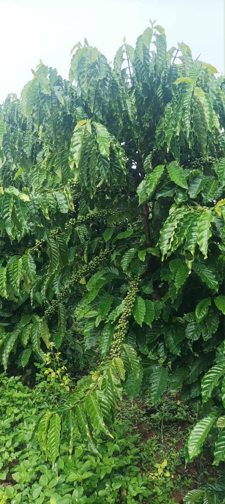 Đất Farm 1,2ha tại Tân Hà, Lâm Hà giá 6.5 tỷ - Pháp lý rõ ràng, sổ đỏ chính chủ!