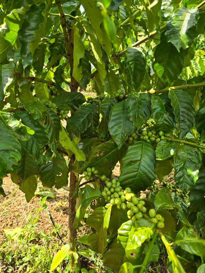 Lô đất rẫy 1656m² tại Ea Bar, Buôn Đôn giá 1.2 tỷ - Cơ hội đầu tư hấp dẫn!