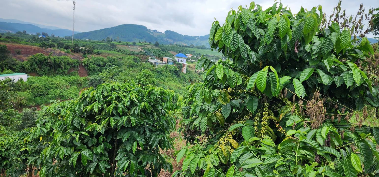 Đất đẹp 7.183m² tại xã Nam Ban, Lâm Hà - Giá chỉ 5.2 tỷ, đầu tư sinh lời!