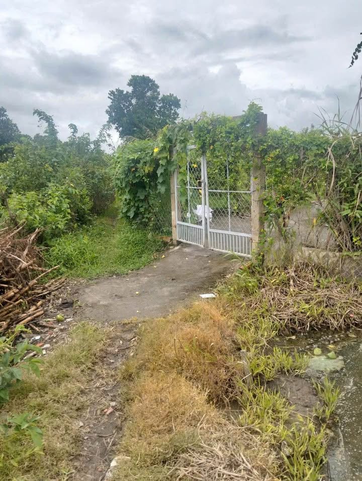 Đất vườn 2000m² tại xã Mỹ Đức, An Giang giá 560 triệu - Sổ hồng chính chủ!