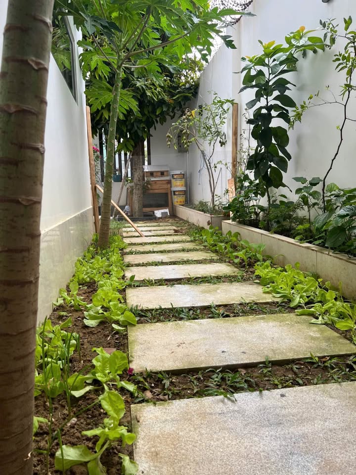 Đất mặt tiền Phan Bá Phiến, Sơn Trà, Đà Nẵng 235.8m² - Cách biển chỉ 200m!