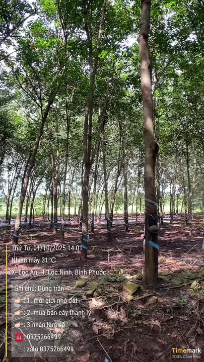 Bán đất farm 8 sào Lộc An, Lộc Ninh giá 1.3 tỷ - Đầu tư hiệu quả!