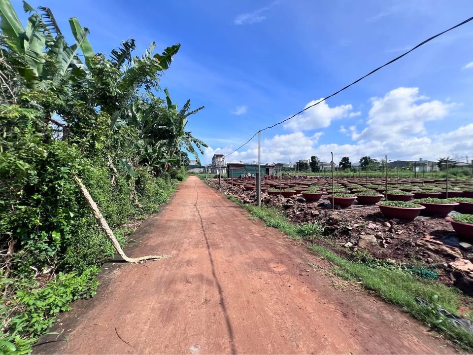 Đất thổ cư 250m² Nguyễn Tri Phương Buôn Ma Thuột giá 2.19 tỷ - Pháp lý rõ ràng!