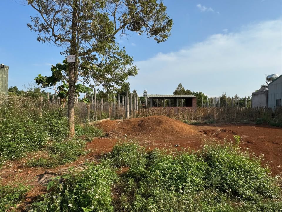 Đất nền thổ cư 320m² tại xã Nghĩa Hưng, giá 799 triệu - Đầu tư sinh lời ngay!