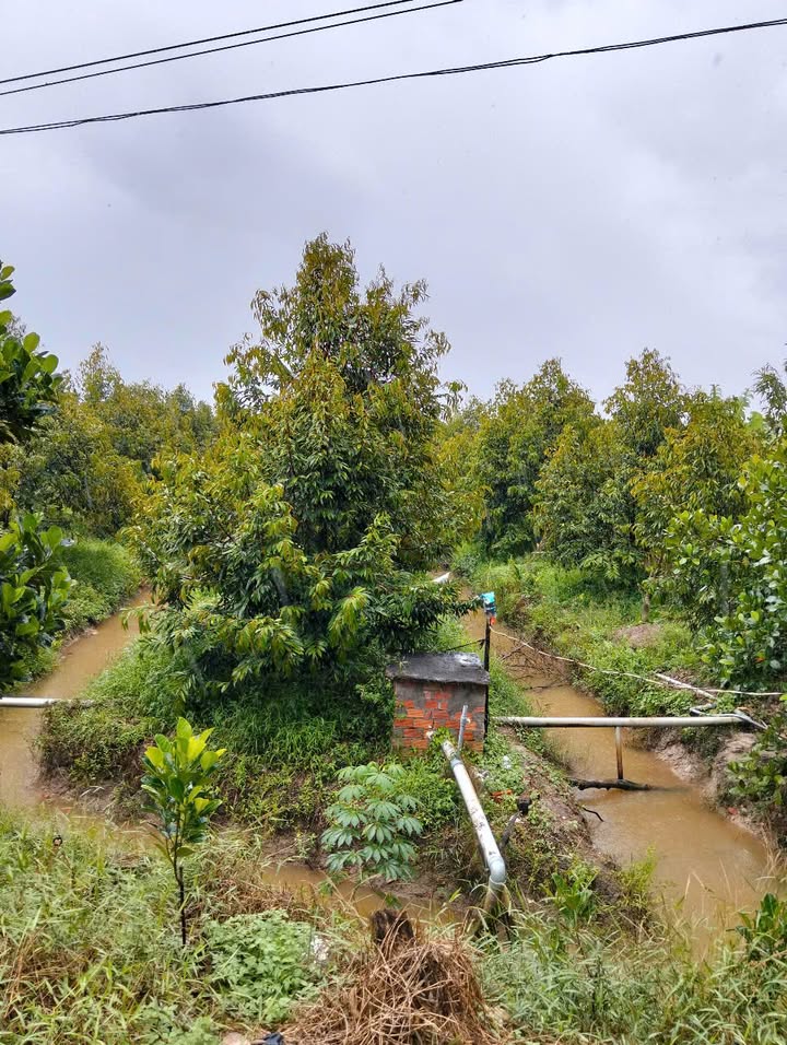 Đất vườn sầu riêng Musangking Mỹ Trung 3,8 công - Cơ hội đầu tư hấp dẫn!