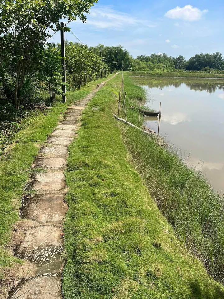 Đất lúa 5000m² xã Tân Chánh, Cần Đước - Giá chỉ 280 triệu