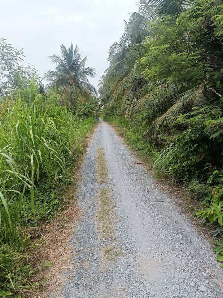 Đất mặt tiền 1600m² xã Xuân Đông, Chợ Gạo - Cơ hội đầu tư hấp dẫn!