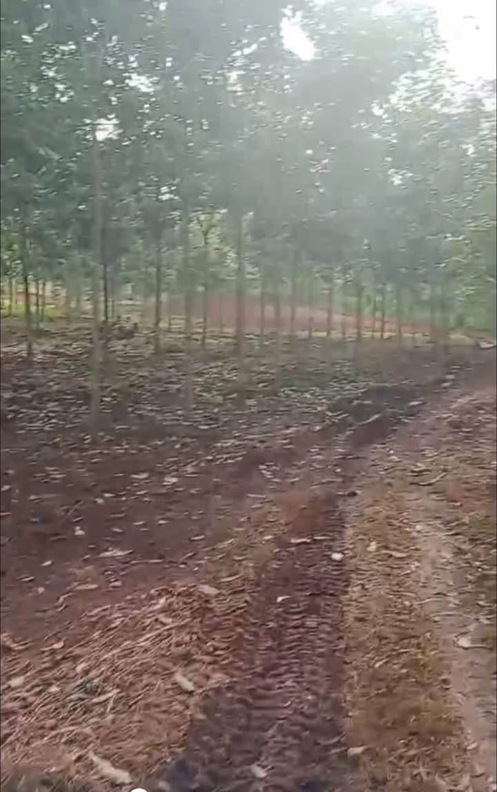 Đất Farm Tiến Thành, Đồng Xoài 1,5ha giá 2,8 tỷ - Đầu tư lý tưởng!