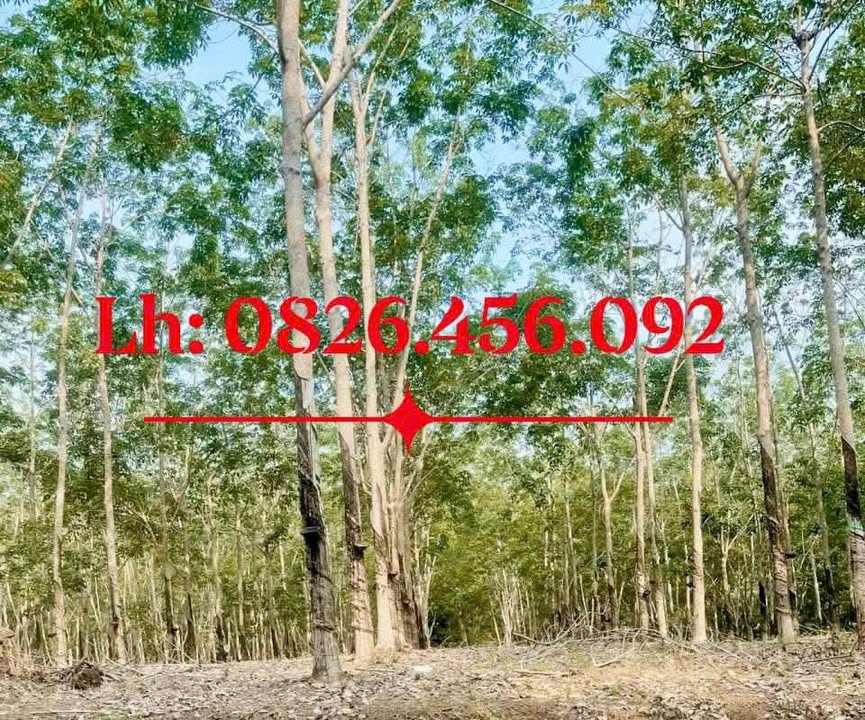 Bán rẫy cao su Tân Thành, Đồng Xoài 1ha - Giá hấp dẫn chỉ 2 tỷ