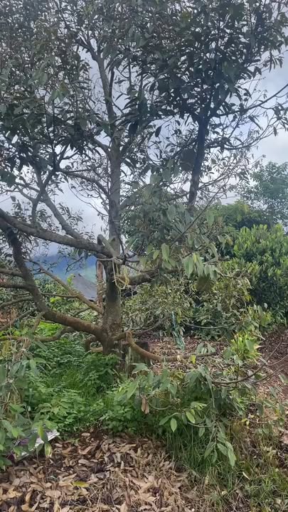 Đất vườn màu mỡ 3ha tại Chư Krey, Gia Lai - Đầu tư sinh lời lý tưởng!