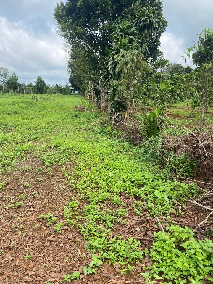 Đất nền đường Trường Sơn, Ia Hrung, 270m² giá 400 triệu - Đầu tư sinh lời ngay!