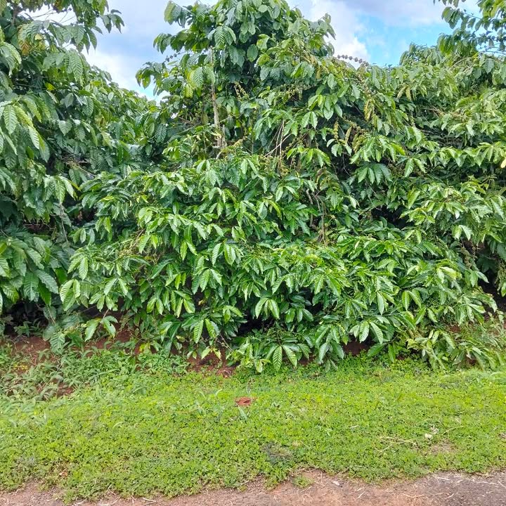 Đất nền xã Ia Grai 700m² giá chỉ 300 triệu - Cơ hội đầu tư tốt!